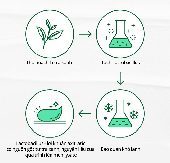 Innisfree - Derma Green Tea Probiotics Cream