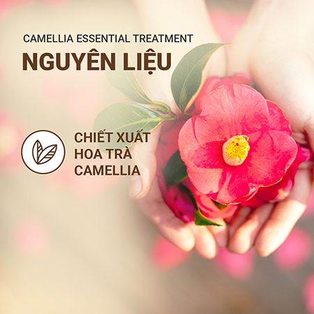 Dầu xả dưỡng tóc suôn mượt hoa trà innisfree Camellia Essential Hair Treatment 150 mL