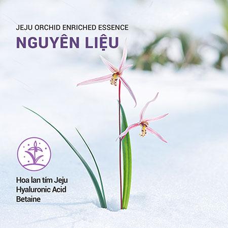 Set tinh chất & nước cân bằng chống lão hóa hoa lan tím innisfree Jeju Orchid Enriched Essence & Skin Combo