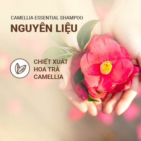 Bộ sản phẩm dưỡng tóc suôn mượt hoa trà innisfree Camellia Essential Set