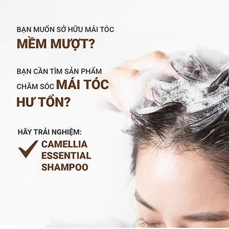Bộ sản phẩm dưỡng tóc suôn mượt hoa trà innisfree Camellia Essential Shampoo & Camellia Essential Hair Treatment & Ribbon Hair Band