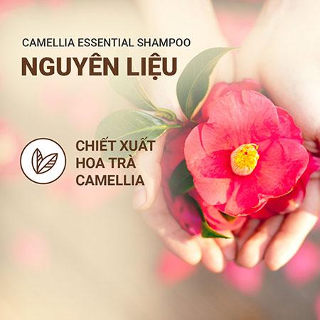 Bộ sản phẩm dưỡng tóc suôn mượt hoa trà innisfree Camellia Essential Shampoo & Camellia Essential Hair Treatment & Ribbon Hair Band