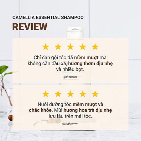 Bộ sản phẩm dưỡng tóc suôn mượt hoa trà innisfree Camellia Essential Shampoo & Camellia Essential Hair Treatment & Ribbon Hair Band